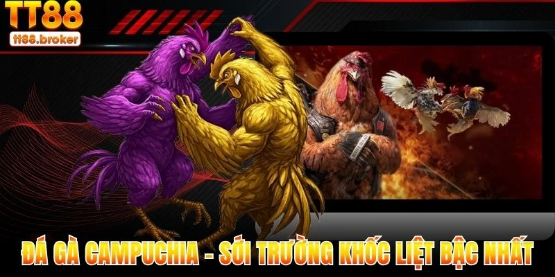 đá gà campuchia - sới trường khốc liệt bậc nhất 2025