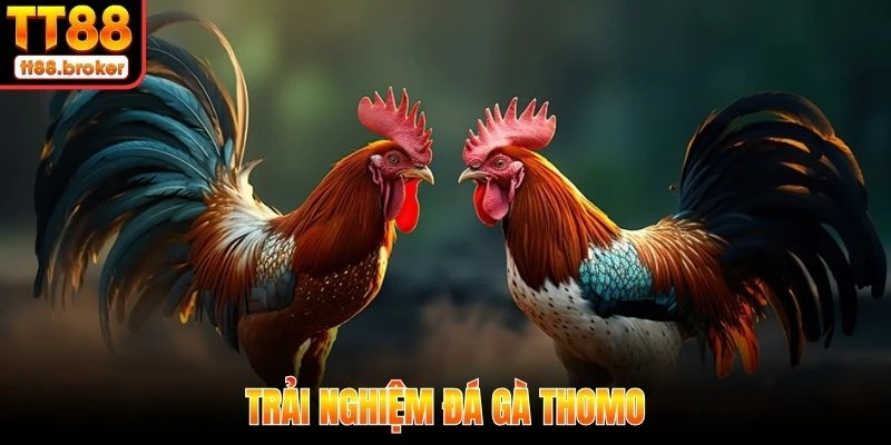 Đá Gà Thomo
