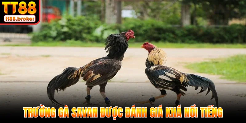 Trường gà Savan
