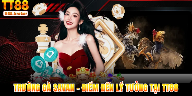 trường gà savan – điểm đến lý tưởng của sư kê tại tt88